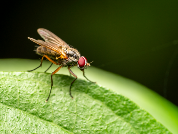 EUA confirmam primeiro caso humano de parasita comedor de carne