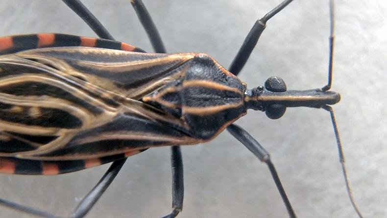 Doença parasitária apelidada de "assassina silenciosa" se espalha em oito estados dos EUA