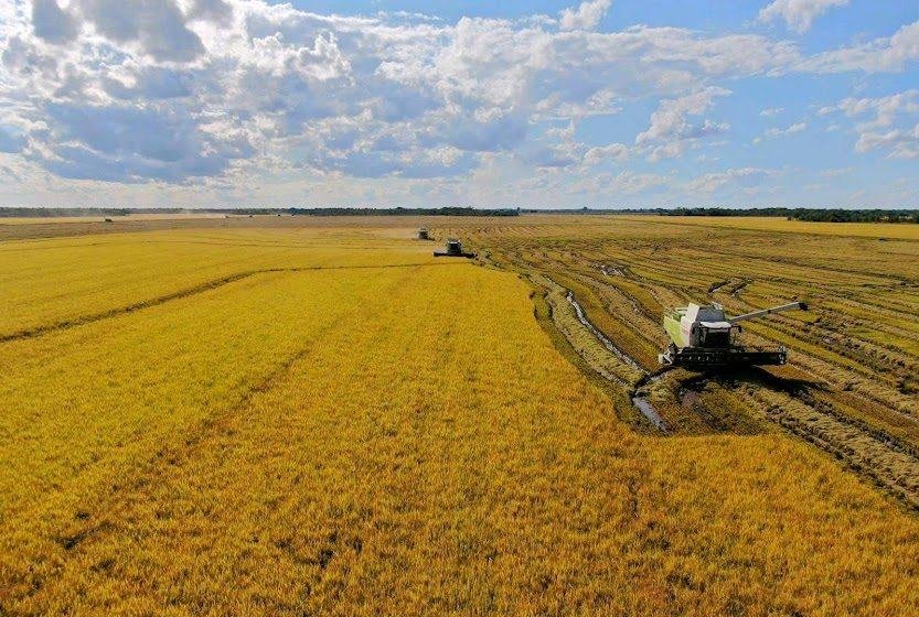 Colheita de grãos bate recorde no Brasil e alcança 350 milhões de toneladas na safra 2024/25
